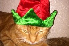 Petsmart – Pin It for Pets