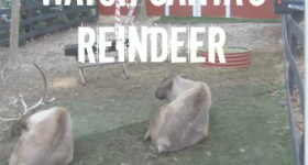 Santa’s Live Reindeer Cam