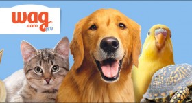 Wag.com: Battle of the Brands Vote + Save Up to 45%