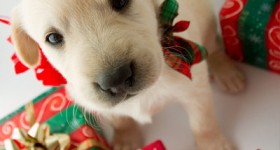 FINAL DAYS! $5 off $25 Amazon coupon!