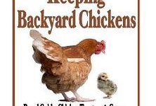 FREE Kindle Book: A Beginners Guide to Keeping Backyard Chickens