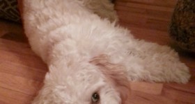 A Puppy Who Loves Coupons….Who Knew!
