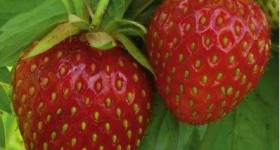 Fred Meyer: Strawberry Plants only $.49