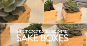 On The Cheap: DIY Succulent Sake Boxes